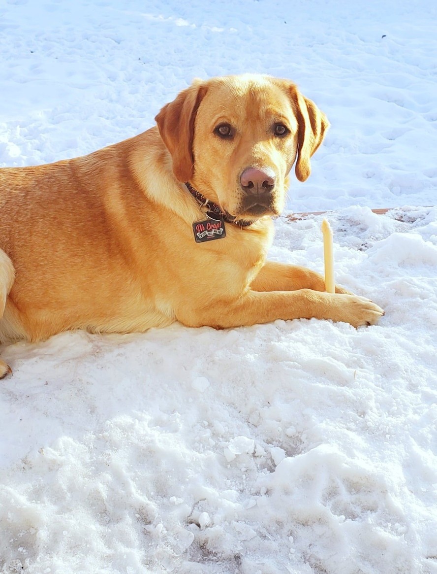 Bernie in the Snow